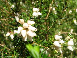 Image of Erica caffra var. caffra