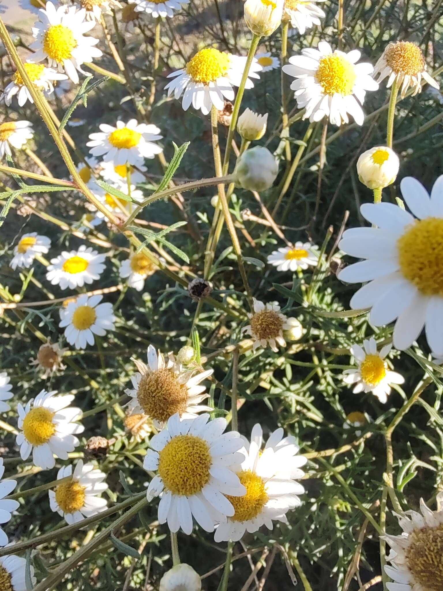 Image of Argyranthemum frutescens subsp. frutescens