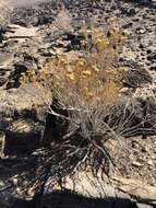 Image of Pteronia pallens L. fil.