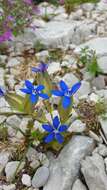 Image of Gentiana utriculosa L.