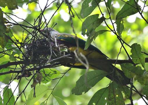 Image of Wompoo Fruit Dove