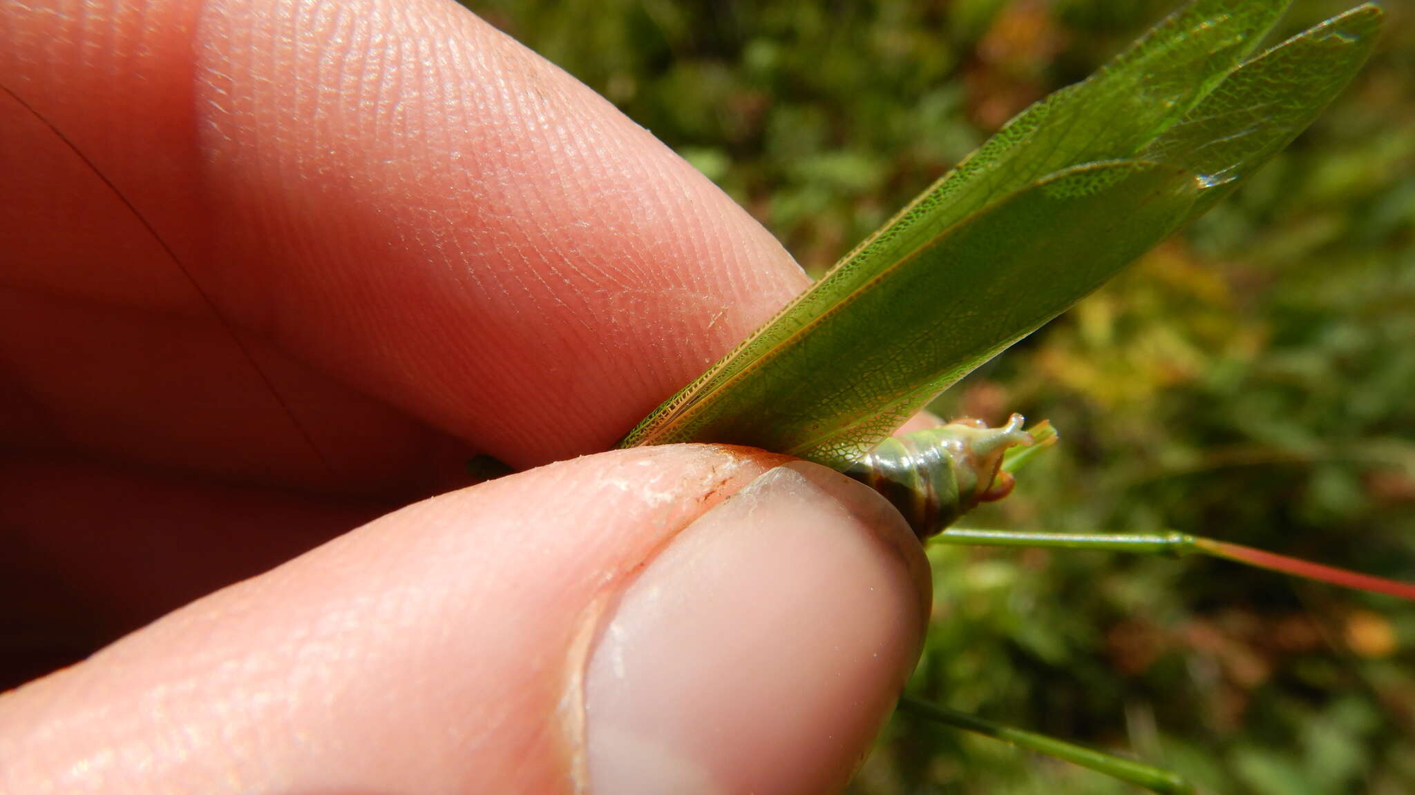 Image of Curve-tailed Bush Katydid