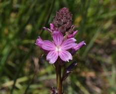 Image of birdfoot checkerbloom