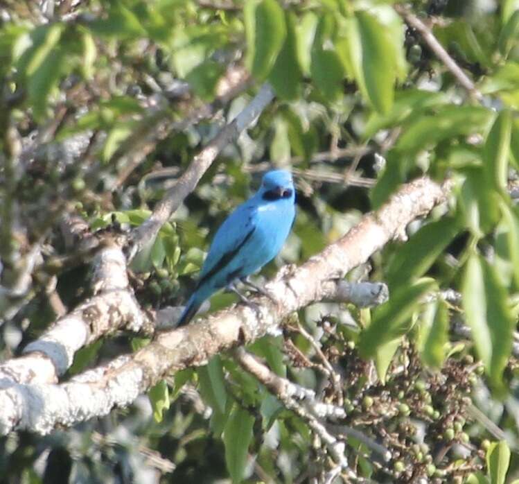 Слика од Cotinga maynana (Linnaeus 1766)