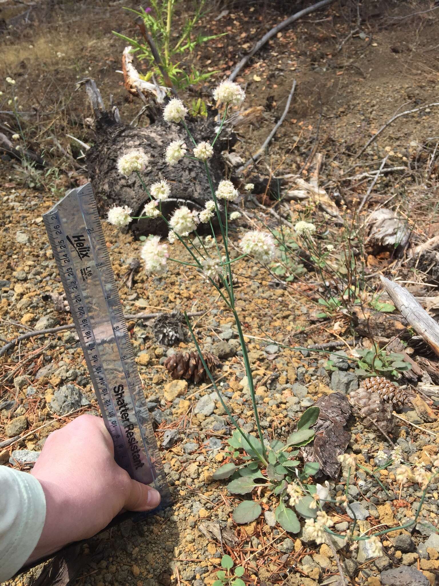 Eriogonum nudum var. nudum resmi