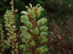 Image of Tall Gastrodia