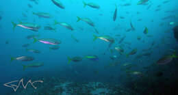 Image of Yellowtail blue snapper