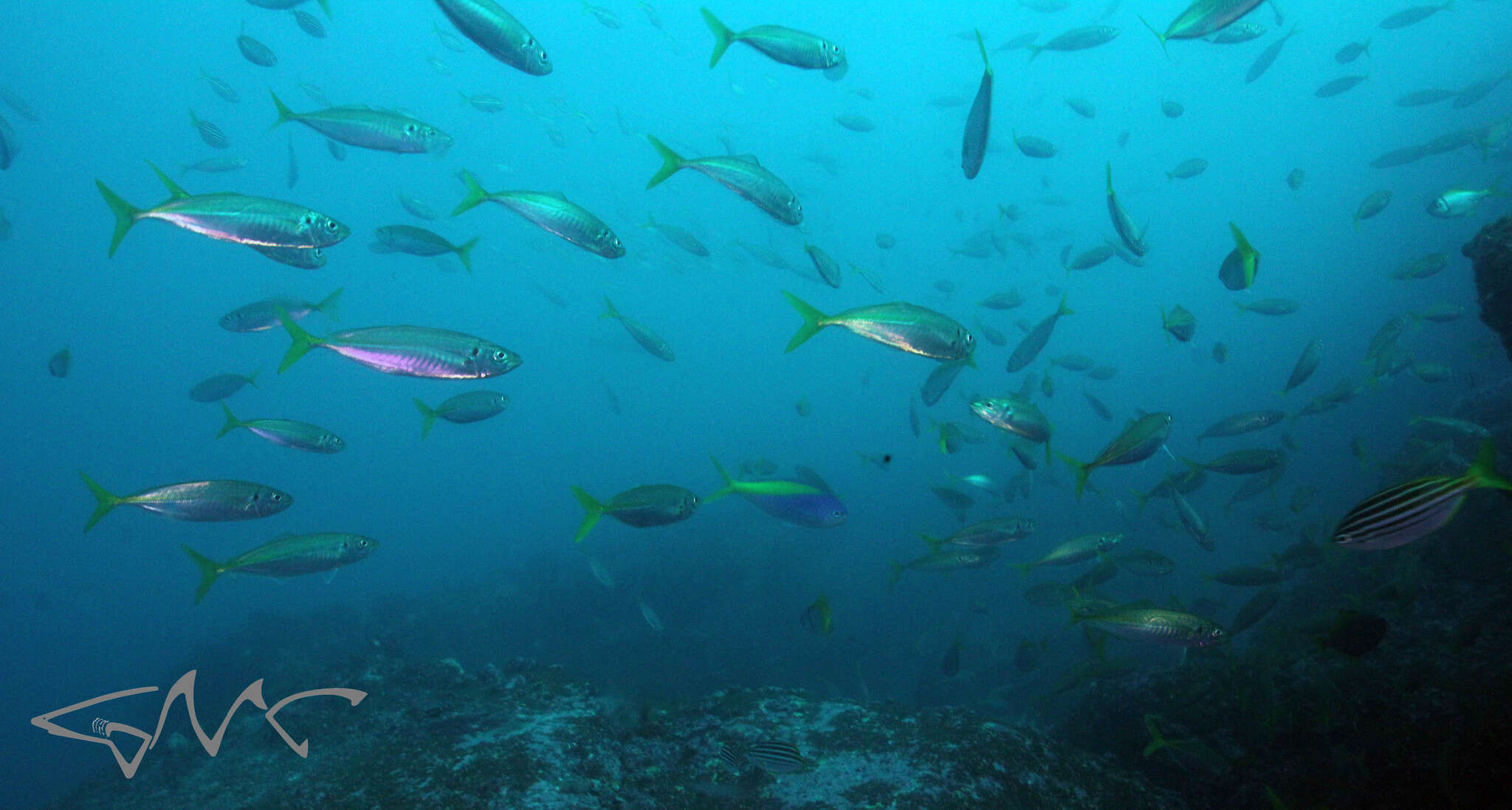 Image of Yellowtail blue snapper