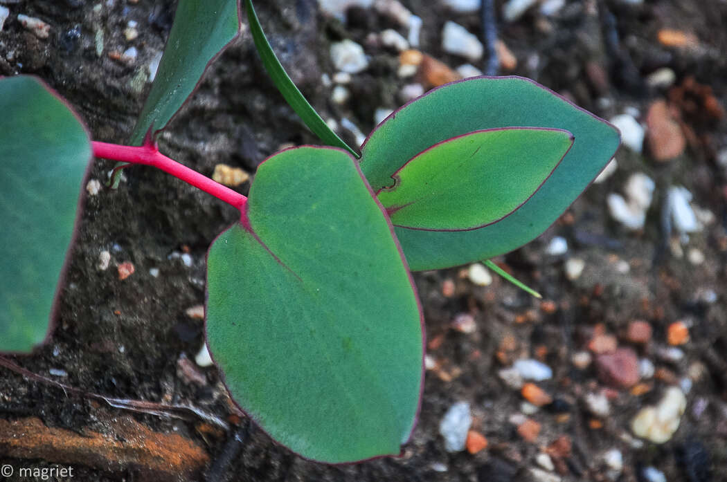 Imagem de Protea cordata Thunb.