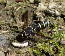 Image of Ceriana conopsoides (Linnaeus 1758)