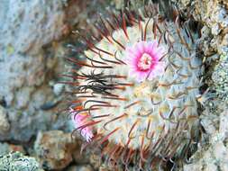 Image de Mammillaria perezdelarosae subsp. perezdelarosae