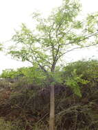 Image of Moringa concanensis Nimmo