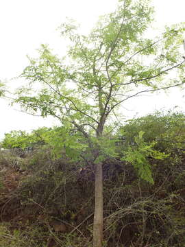 Image de Moringa concanensis Nimmo