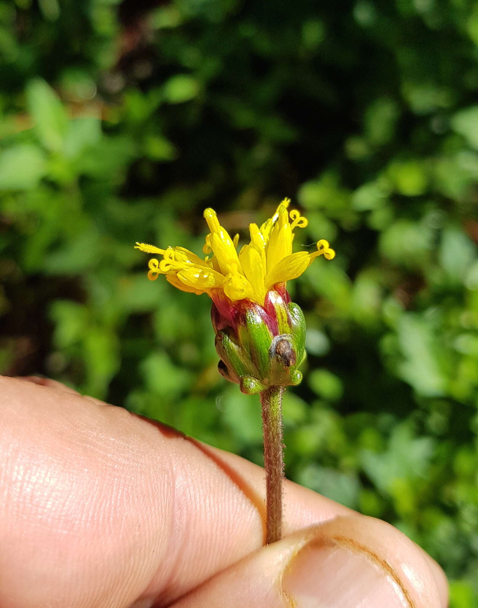 Sivun Tridax brachylepis Hemsl. kuva