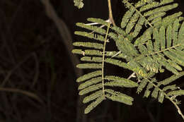 Image of Vachellia sieberiana (DC.) Kyal. & Boatwr.