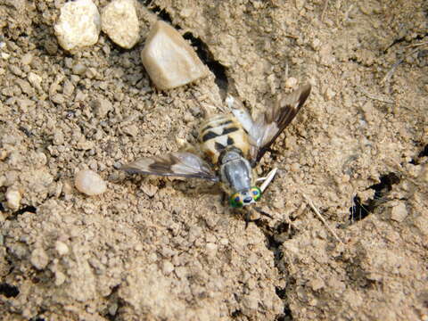 Image of Horse-fly