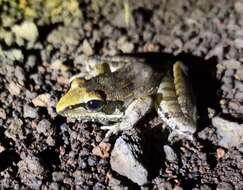 Image of Newton's Grassland Frog