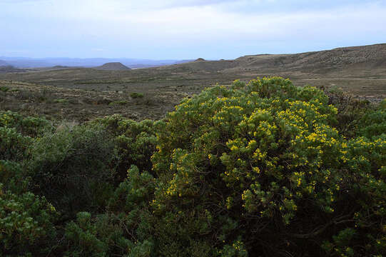 Image of Euryops floribundus N. E. Br.