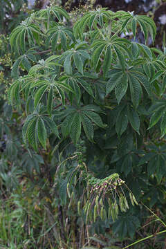 Image of Andinocleome lechleri (Eichler) Iltis & Cochrane