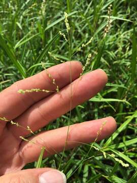 Image of Gaping Grass