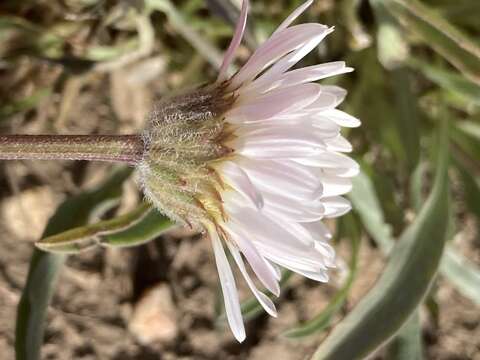 Image de Erigeron eatonii A. Gray