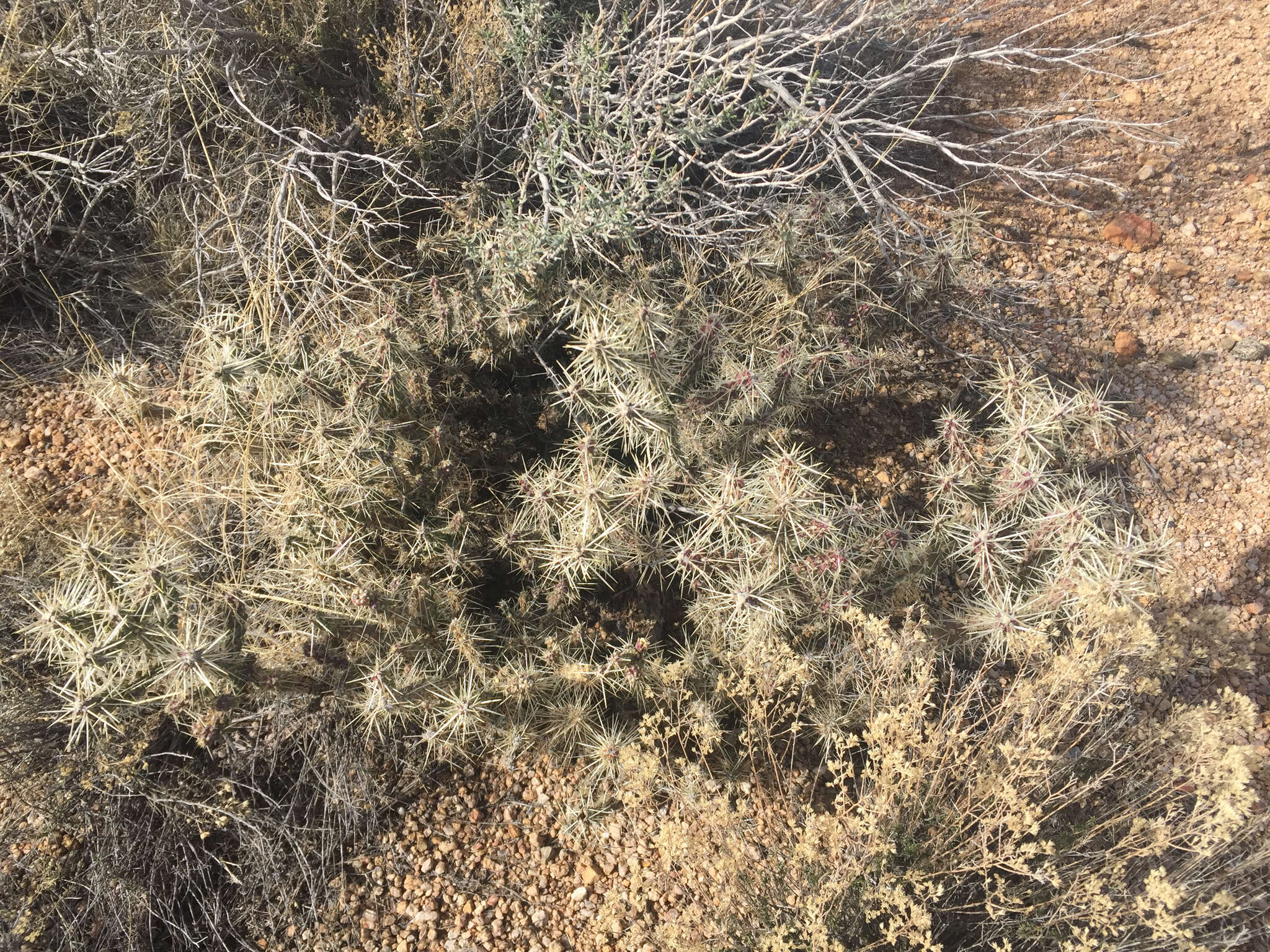 Image of Whipple cholla