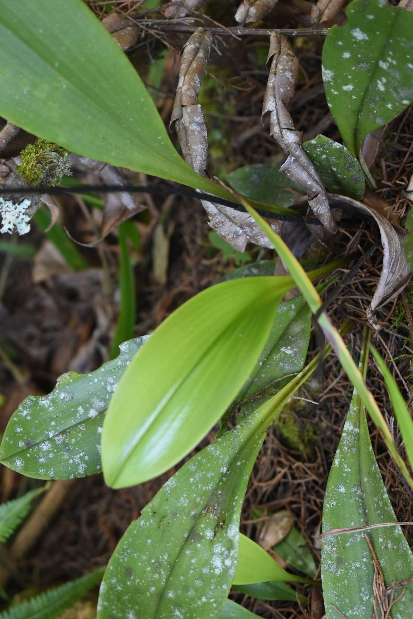 Imagem de Scaphosepalum antenniferum Rolfe