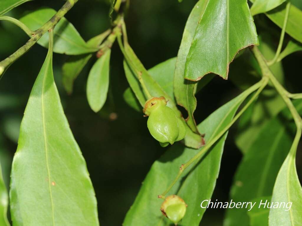 Image of Euonymus carnosus Hemsl.