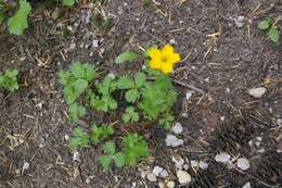 Image of high mountain cinquefoil