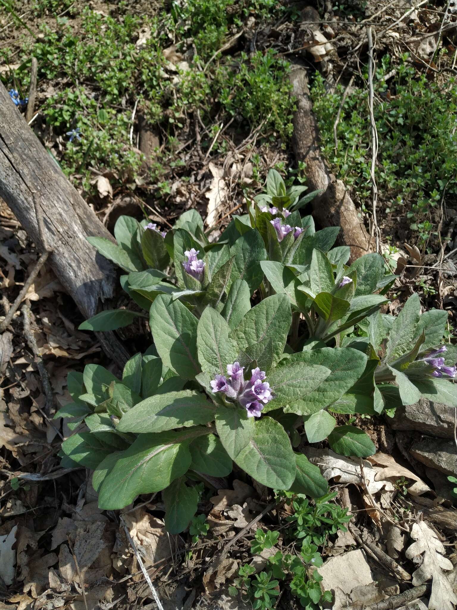 Image of Physochlaina orientalis (M. Bieb.) G. Don