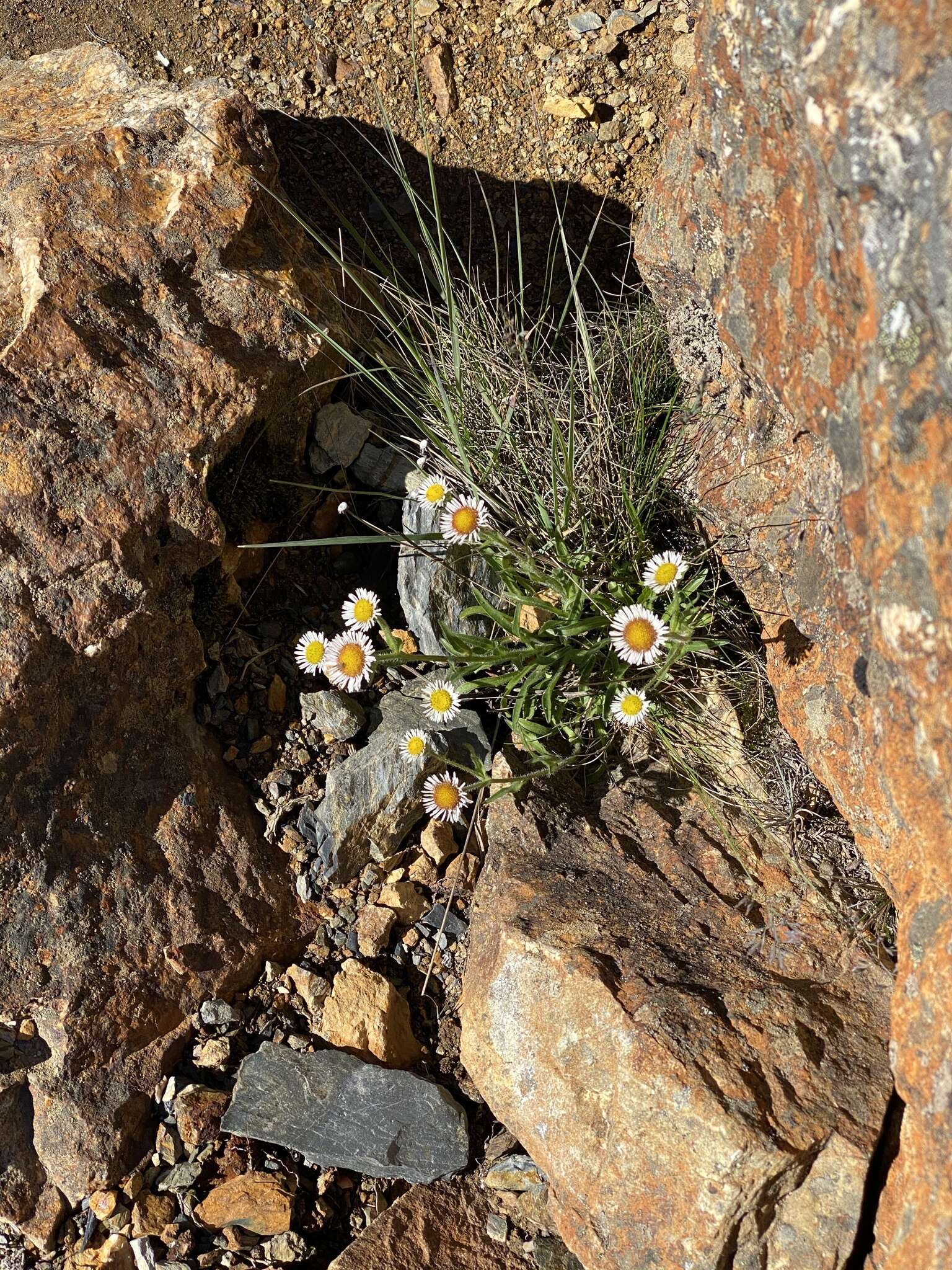 Слика од Erigeron morrisonensis Hayata