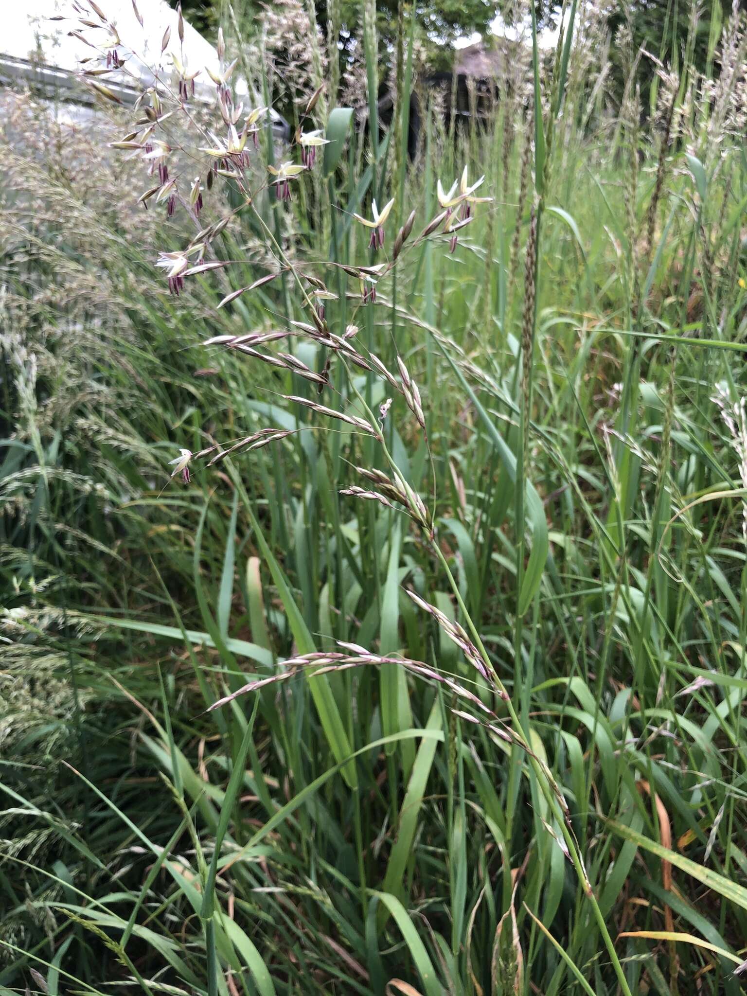 Image of tall oatgrass