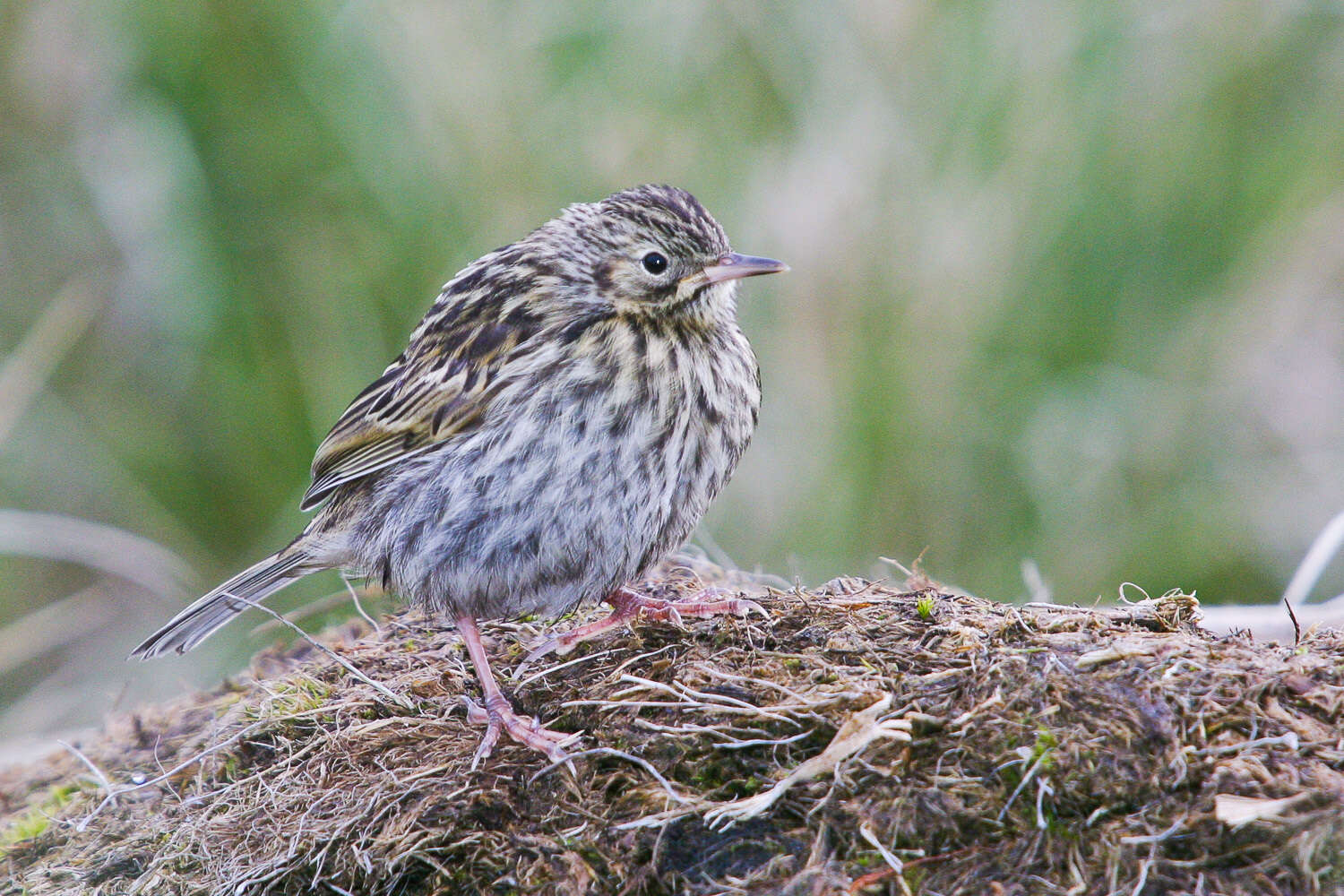 Image of South Georgia Pipit