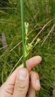 Imagem de Juncus pallidus R. Br.