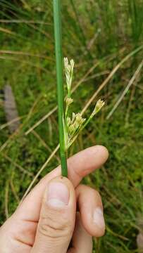 Image de Juncus pallidus R. Br.