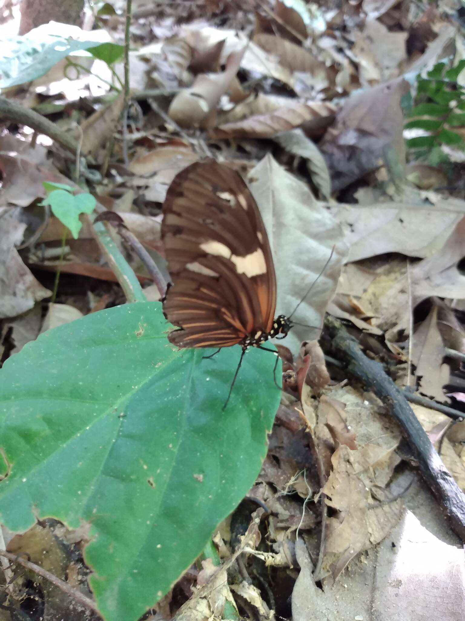 Image of Heliconius burneyi Hübner 1816