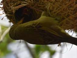 Image of Cape Weaver