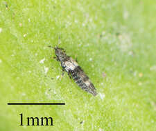 Image of Caliothrips marginipennis (Hood 1912)