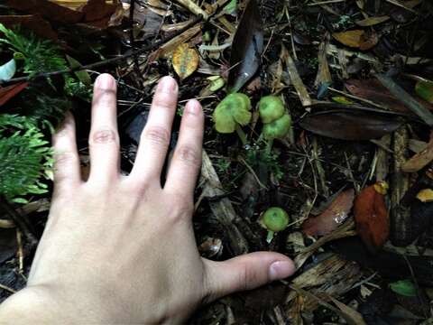 Imagem de Entoloma necopinatum E. Horak 1978