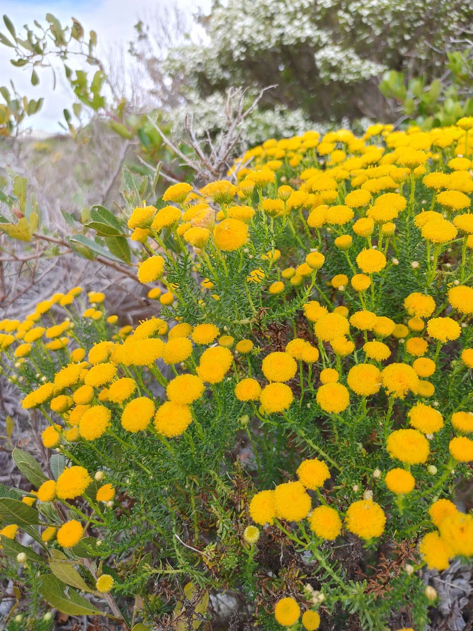 Image of Chrysocoma cernua L.