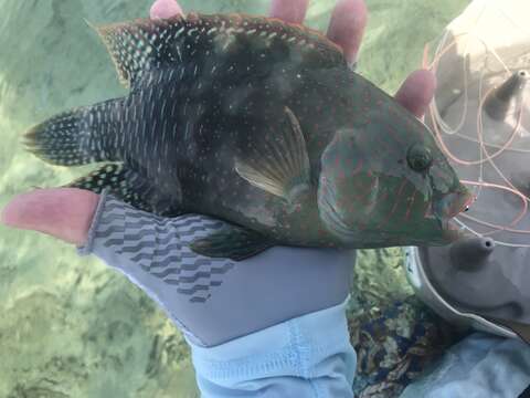 Image of Abudjubbe’s splendor wrasse