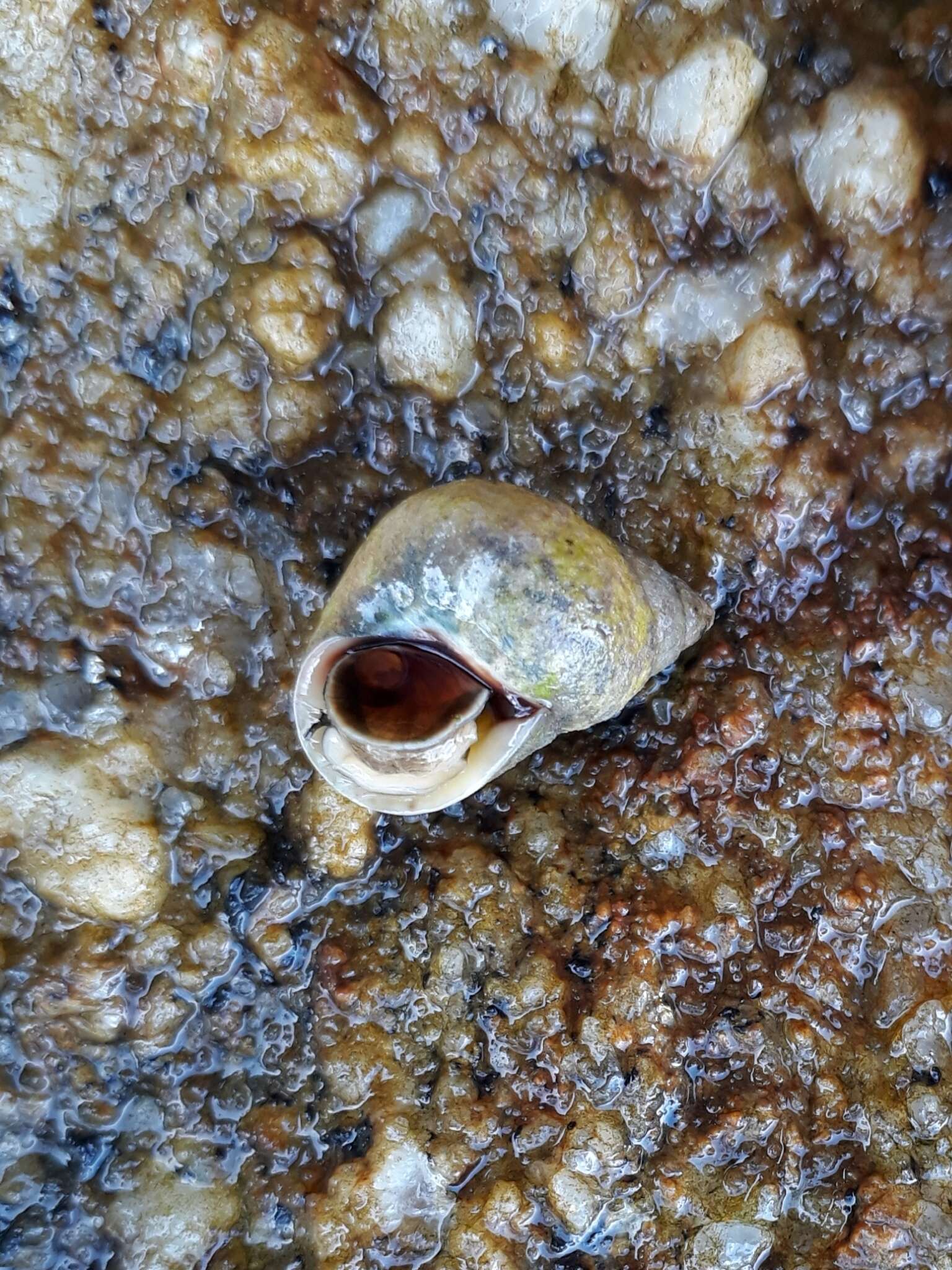 Image of Littoraria flava (P. P. King 1832)