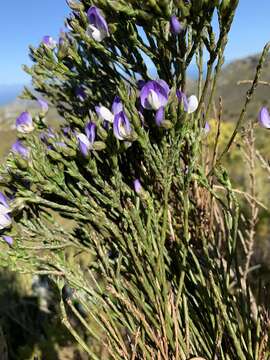 Image of <i>Psoralea congesta</i>