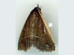 صورة Adrapsa ablualis Walker 1859