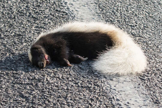 Image of American Hog-nosed Skunk