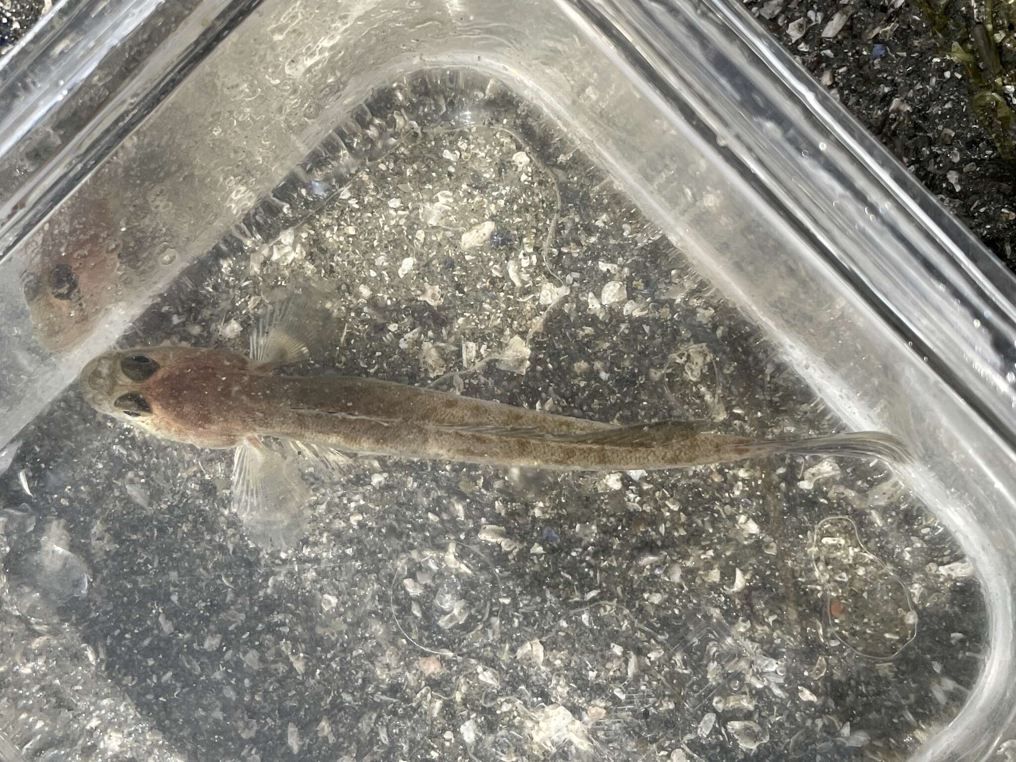 Image of Bay goby