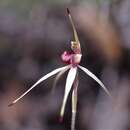 Image of Southern spider orchid