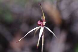 Image of Southern spider orchid