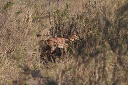 Image of Steenbok