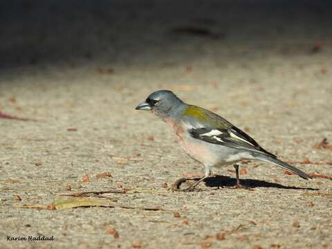 Imagem de Fringilla coelebs africana Levaillant & J 1850